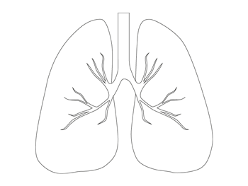 Lungs